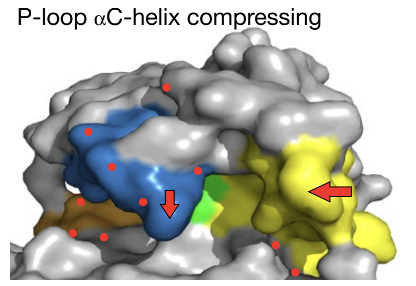 EGFR领域迎来新蓝海：PACC突变研发价值凸显，前瞻布局药企有望抢占市场先机